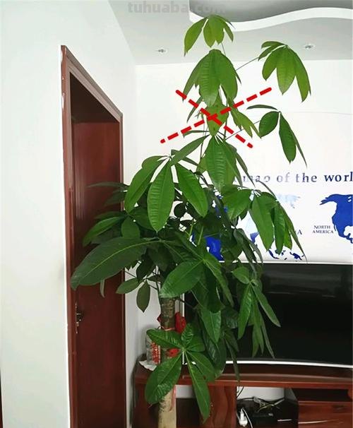 教你发财树的养殖技巧,只需记住4点,不烂根,猛蹿2米高