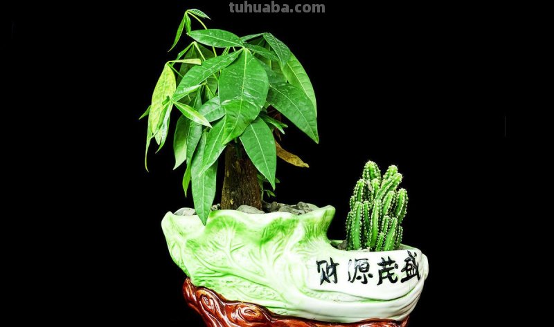 教你发财树的养殖技巧，只需记住4点，不烂根，猛蹿2米高