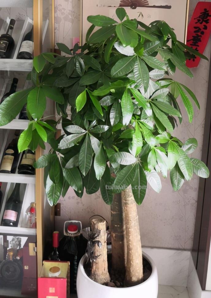 家庭养殖发财树有“三忌”，花友们一定要记住，这样才能不烂根