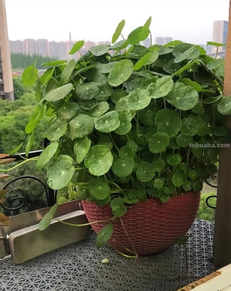 分享5种适合新手的多肉，好养好看抗病性强，开花旺盛状态好