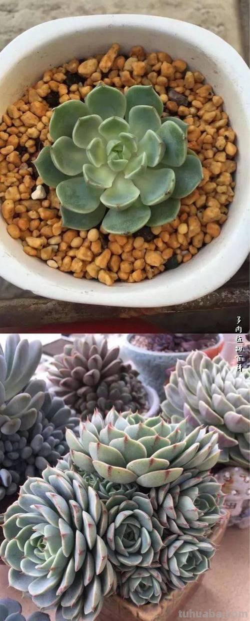 养了多肉之后，好多人都会出现不一样的变化，你也应该是这样吧？