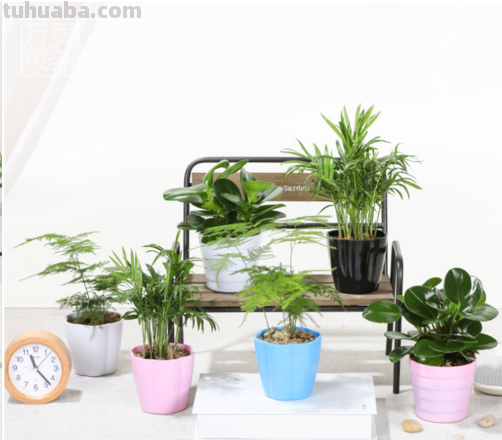 适合小窗台或办公桌上养护的10种盆栽植物,有几种还能开花