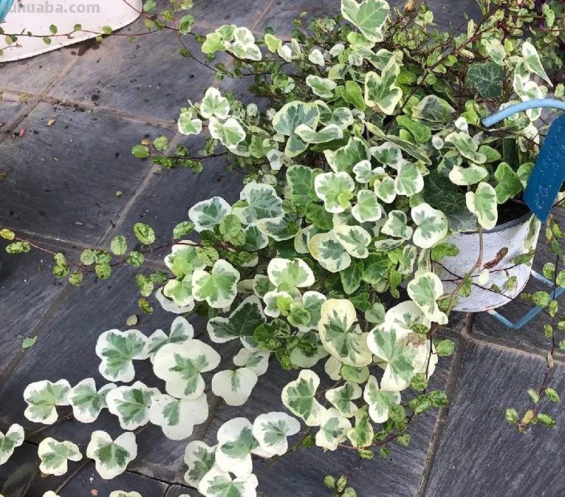 适合小窗台或办公桌上养护的10种盆栽植物，有几种还能开花