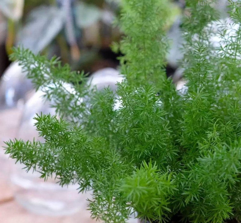 适合小窗台或办公桌上养护的10种盆栽植物，有几种还能开花