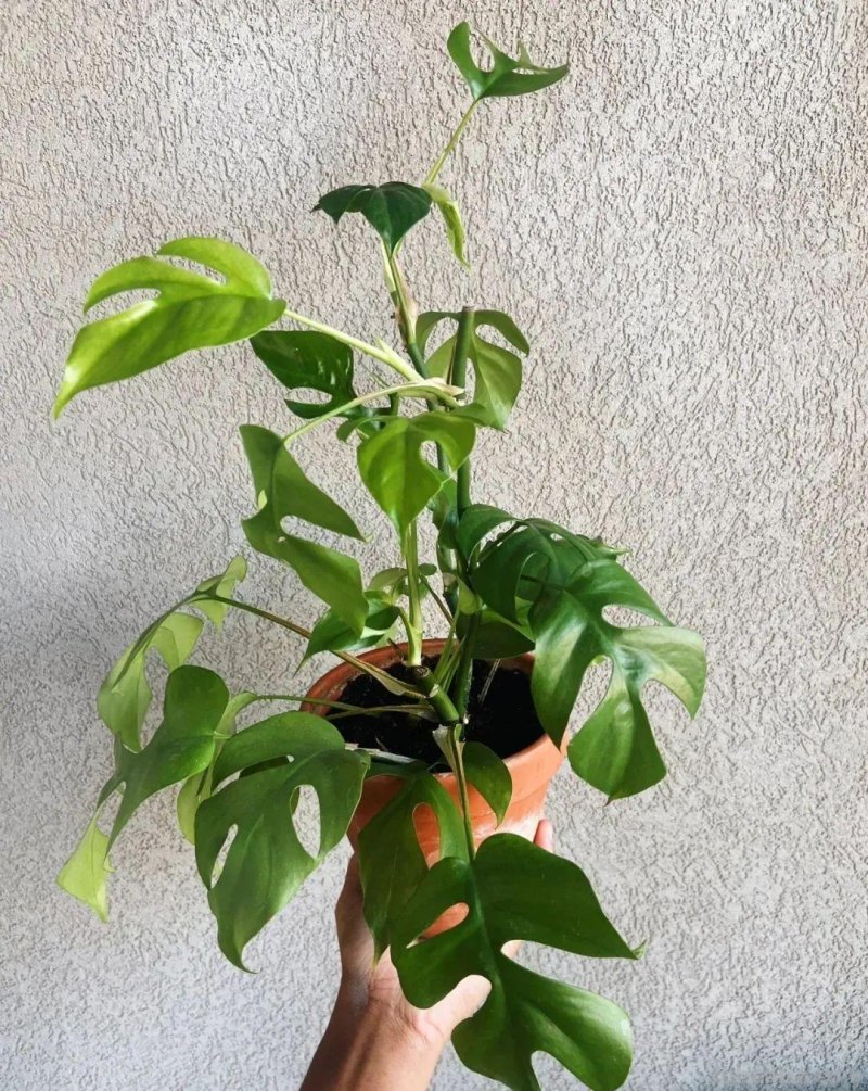 适合小窗台或办公桌上养护的10种盆栽植物，有几种还能开花