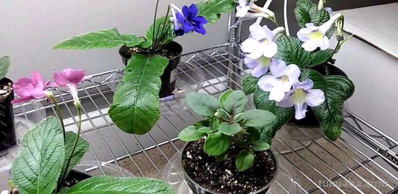 适合小窗台或办公桌上养护的10种盆栽植物，有几种还能开花