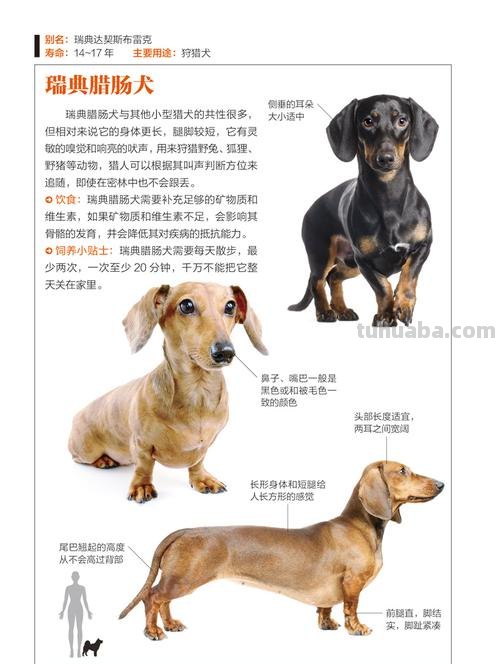 30秒认识宠物狗