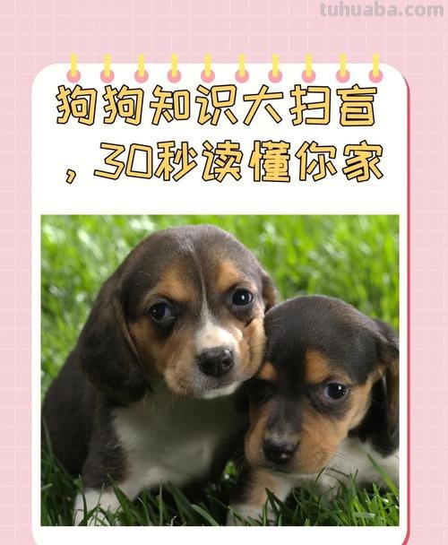 30秒认识宠物狗