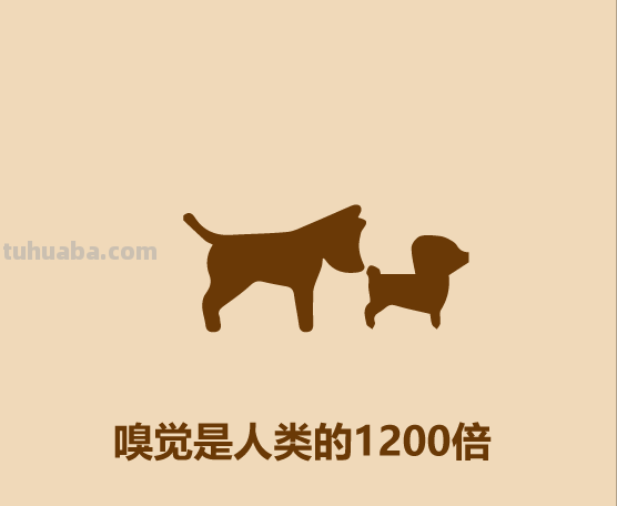 30秒认识宠物狗