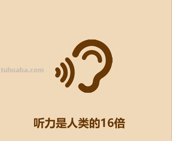 30秒认识宠物狗