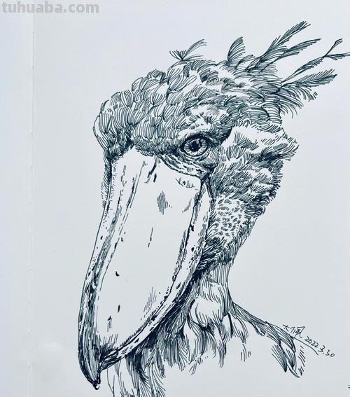 学生速写动物 速写初学者怎么练？