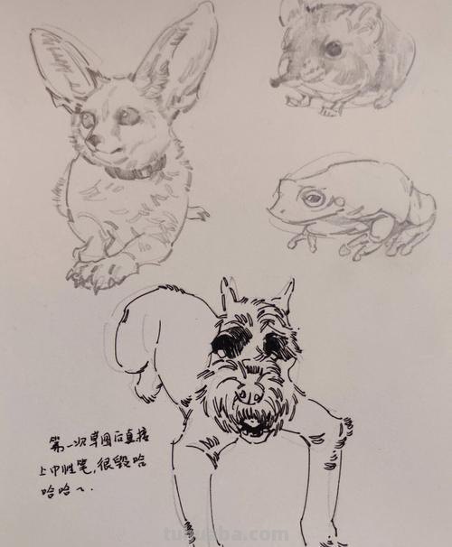学生速写动物 速写初学者怎么练?