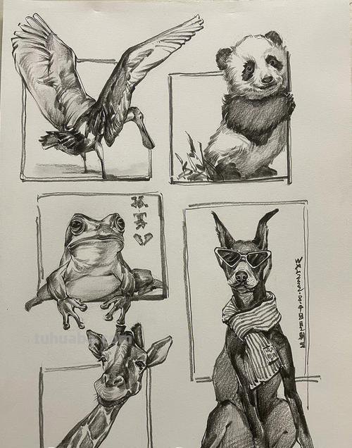 学生速写动物 速写初学者怎么练?