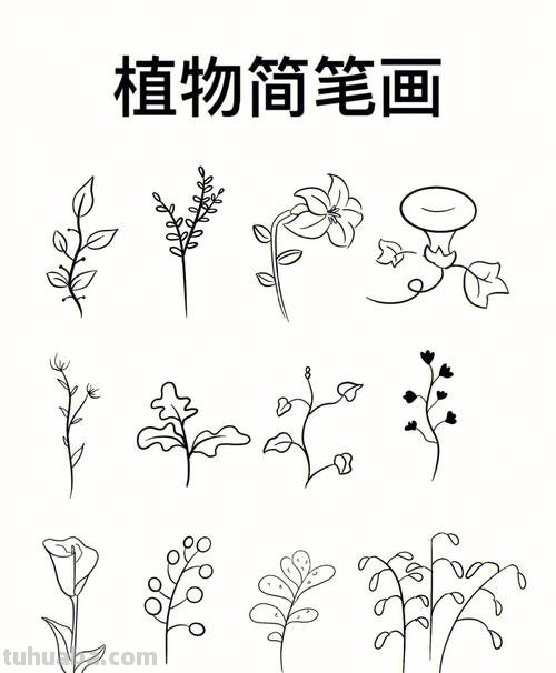 植物简笔画. 简单