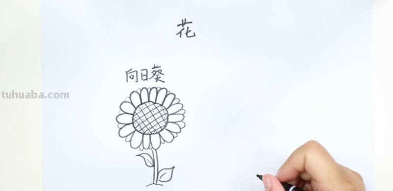 植物简笔画. 简单