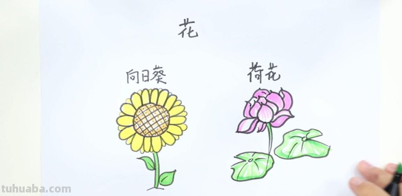 植物简笔画. 简单