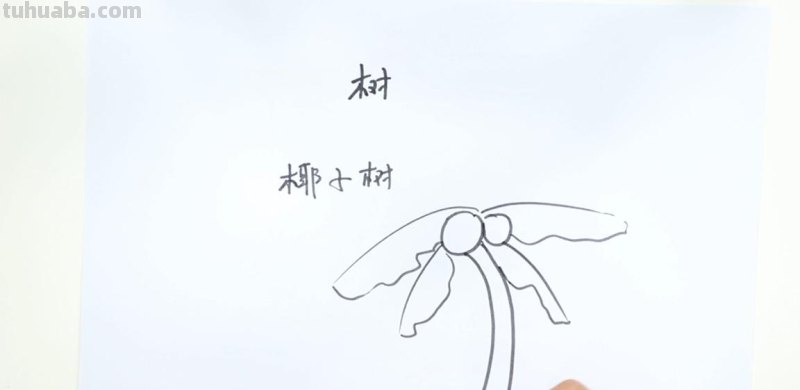 植物简笔画. 简单
