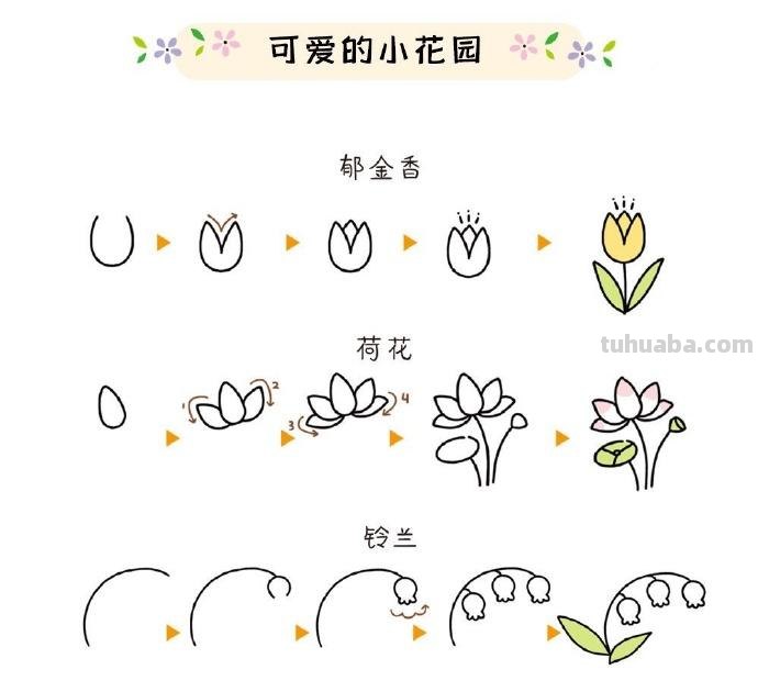 植物简笔画步骤 ​​​