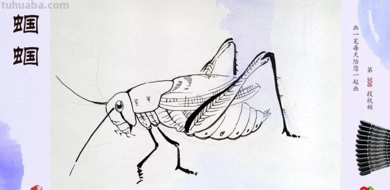 蜡笔画：画画识动物，小壁虎