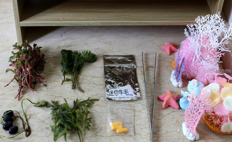生态设计花鱼共生，画法几何两栖生态鱼缸养鱼更轻松