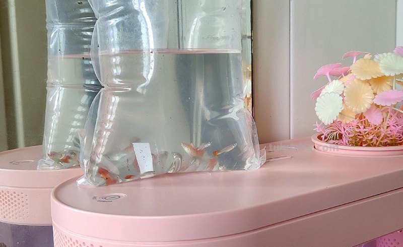 生态设计花鱼共生，画法几何两栖生态鱼缸养鱼更轻松
