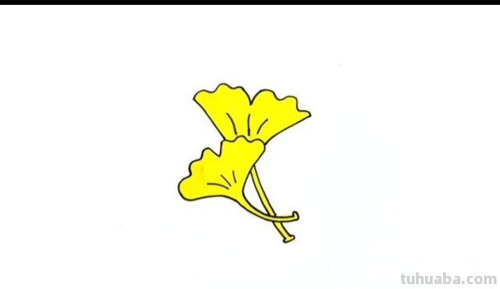 局部银杏速写 三年级画银杏树简单好看？