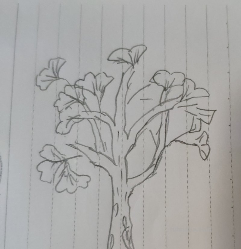 局部银杏速写 三年级画银杏树简单好看？