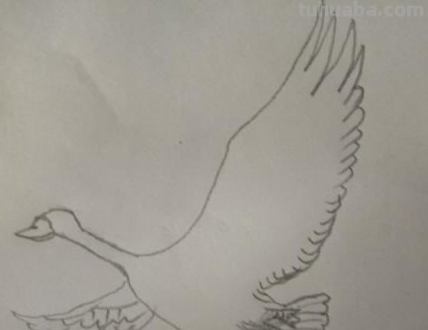大雁怎么画简笔画 简笔画大雁的画法？
