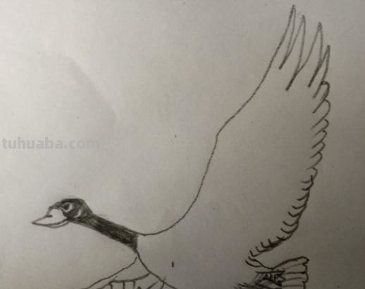 大雁怎么画简笔画 简笔画大雁的画法？