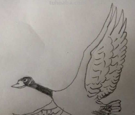 大雁怎么画简笔画 简笔画大雁的画法？