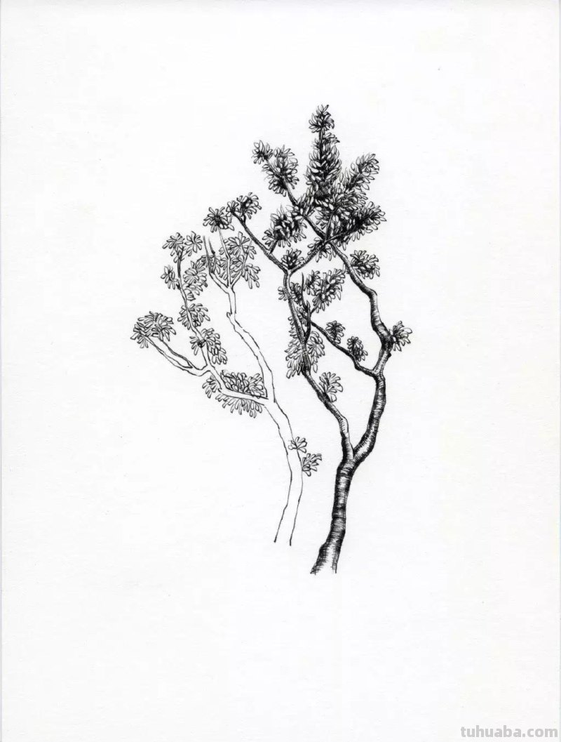 素描教程干货｜工整的风景钢笔速写