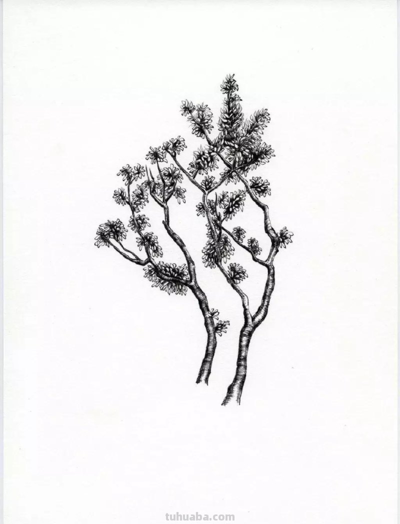 素描教程干货｜工整的风景钢笔速写