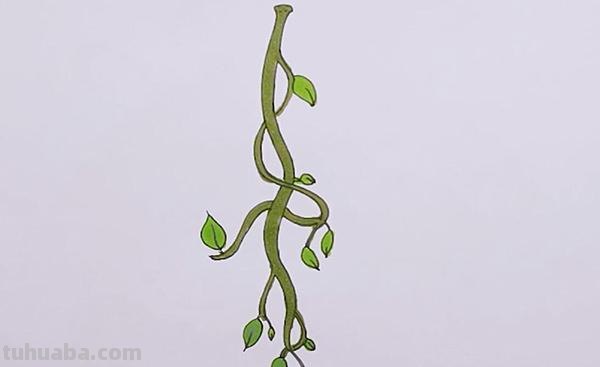 藤条怎么画简笔画 如何画向上爬的藤蔓？