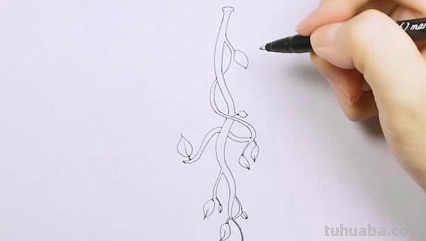 藤条怎么画简笔画 如何画向上爬的藤蔓？