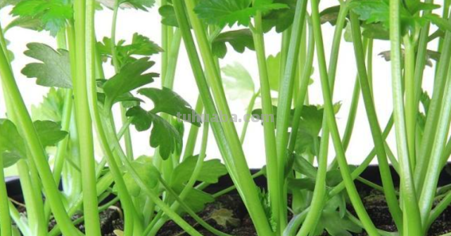 10种“省心菜”，适合家庭小菜园，可以重复采收，蔬菜涨价也不怕