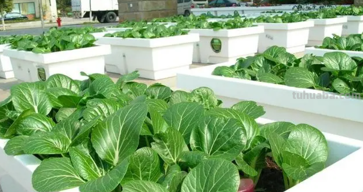 10种“省心菜”，适合家庭小菜园，可以重复采收，蔬菜涨价也不怕