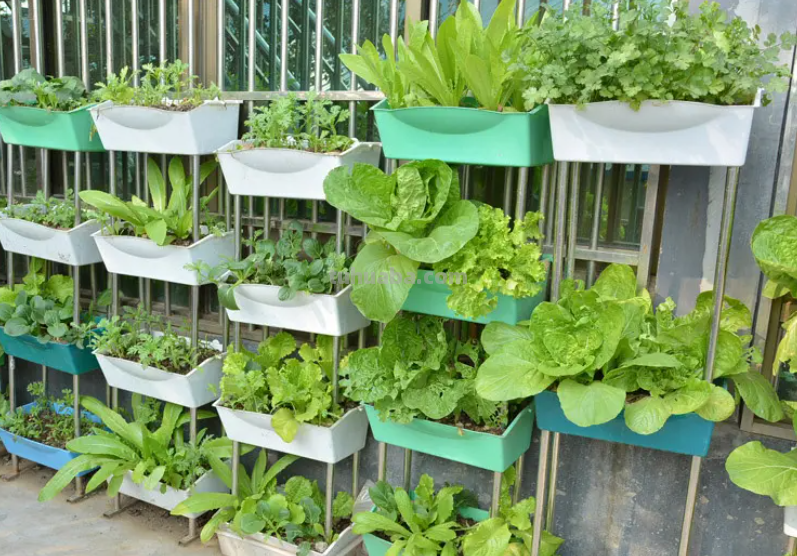 10种“省心菜”，适合家庭小菜园，可以重复采收，蔬菜涨价也不怕