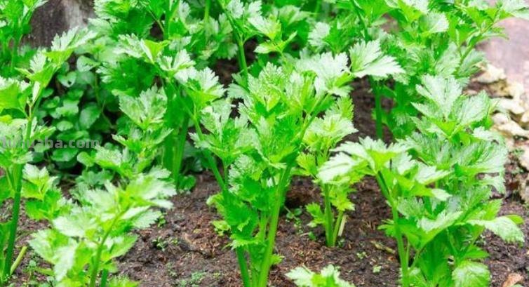 10种“省心菜”，适合家庭小菜园，可以重复采收，蔬菜涨价也不怕