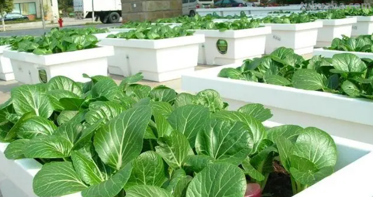 10种“省心菜”，适合家庭小菜园，可以重复采收，蔬菜涨价也不怕