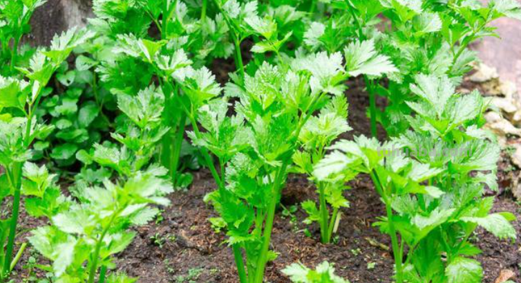 10种“省心菜”，适合家庭小菜园，可以重复采收，蔬菜涨价也不怕