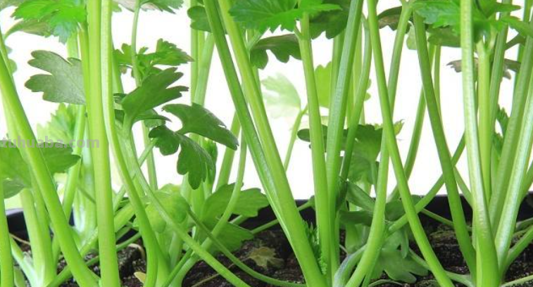 10种“省心菜”，适合家庭小菜园，可以重复采收，蔬菜涨价也不怕