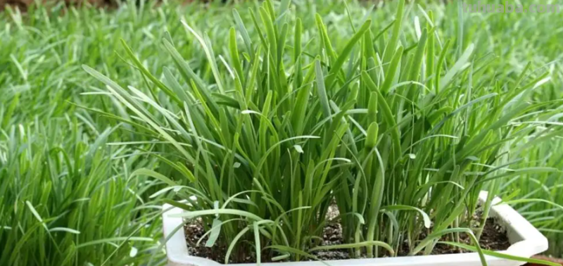 10种“省心菜”，适合家庭小菜园，可以重复采收，蔬菜涨价也不怕