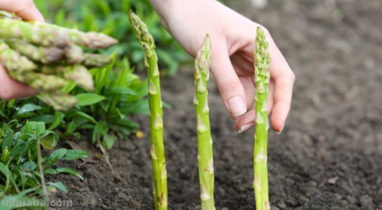 10种“省心菜”，适合家庭小菜园，可以重复采收，蔬菜涨价也不怕