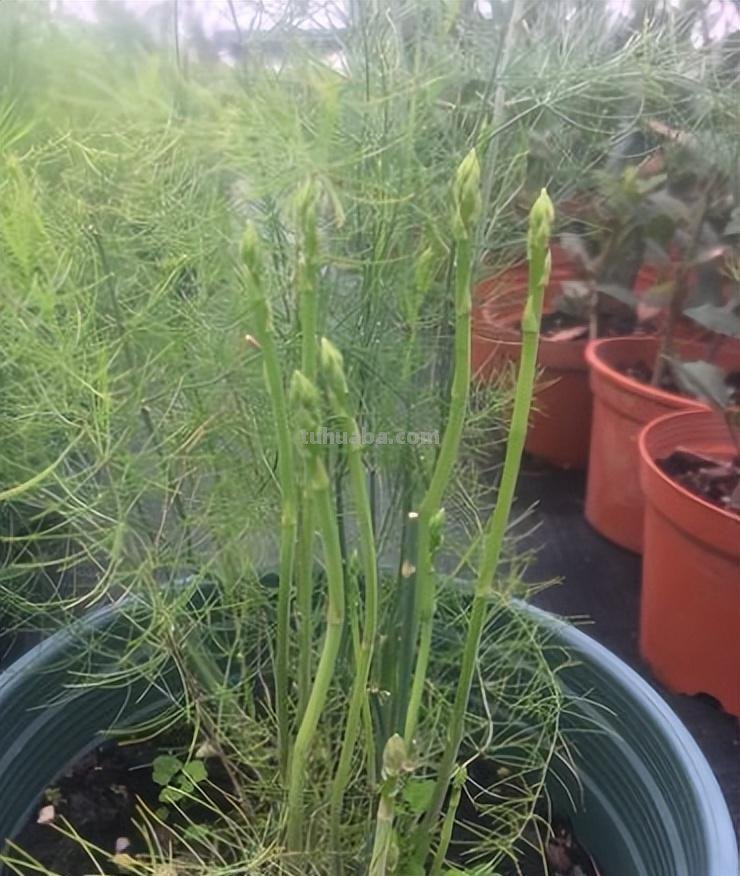 10种“省心菜”，适合家庭小菜园，可以重复采收，蔬菜涨价也不怕