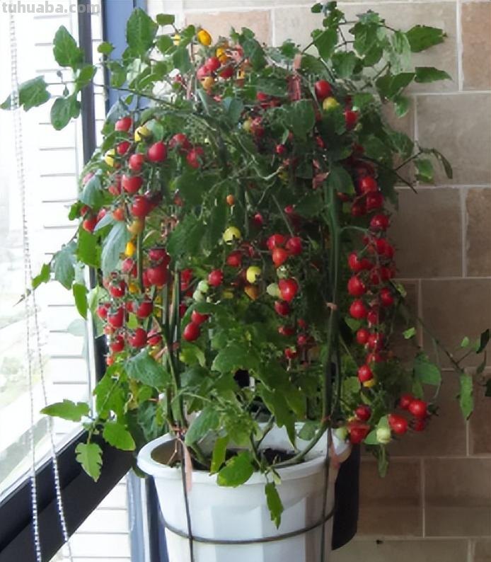 10种“省心菜”，适合家庭小菜园，可以重复采收，蔬菜涨价也不怕