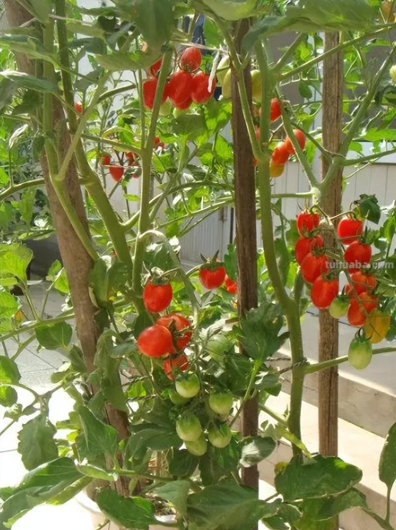 10种“省心菜”，适合家庭小菜园，可以重复采收，蔬菜涨价也不怕