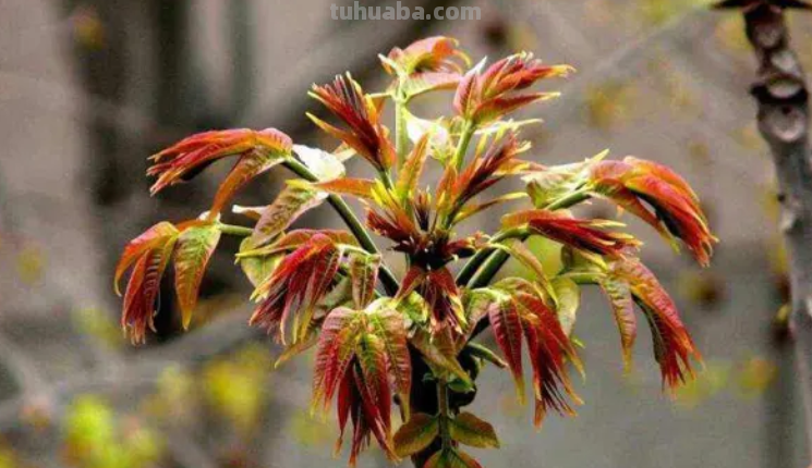 10种“省心菜”，适合家庭小菜园，可以重复采收，蔬菜涨价也不怕