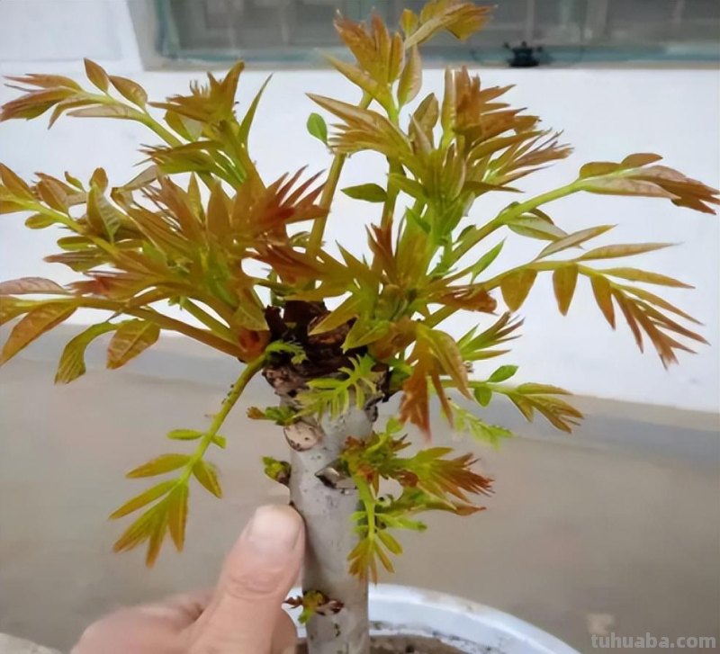 10种“省心菜”，适合家庭小菜园，可以重复采收，蔬菜涨价也不怕