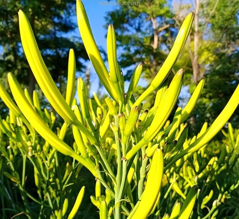 10种“省心菜”，适合家庭小菜园，可以重复采收，蔬菜涨价也不怕