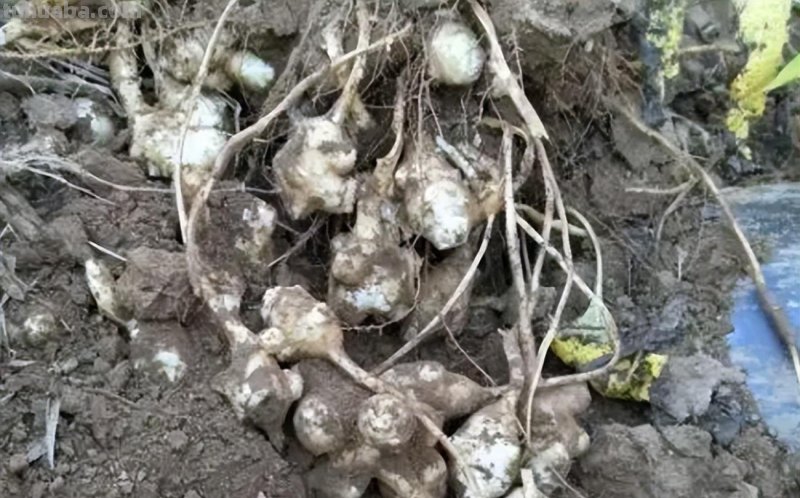 10种“省心菜”，适合家庭小菜园，可以重复采收，蔬菜涨价也不怕